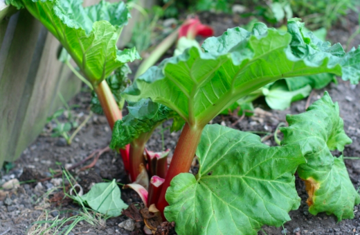ルバーブジャムの作り方 寝ても覚めても食うことばかり